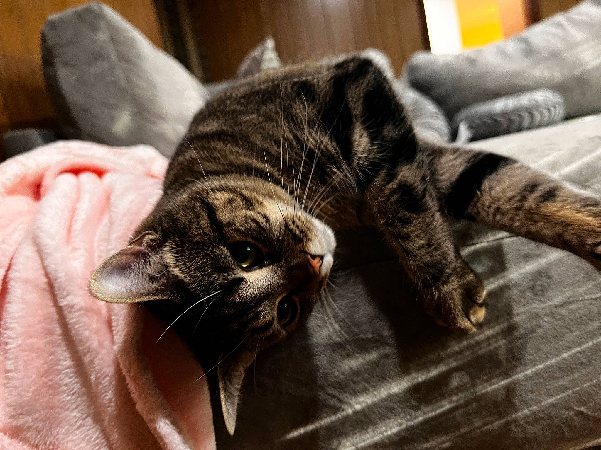 Mia joined the competition — help win amazing prizes! canidae, carnivore, cat, claw, comfort, couch, domestic_short_haired_cat, felidae, fur, nail, nap, paw, sleep, small_to_medium_sized_cats, sporting_group, tail, terrestrial_animal, whiskers, wildlife