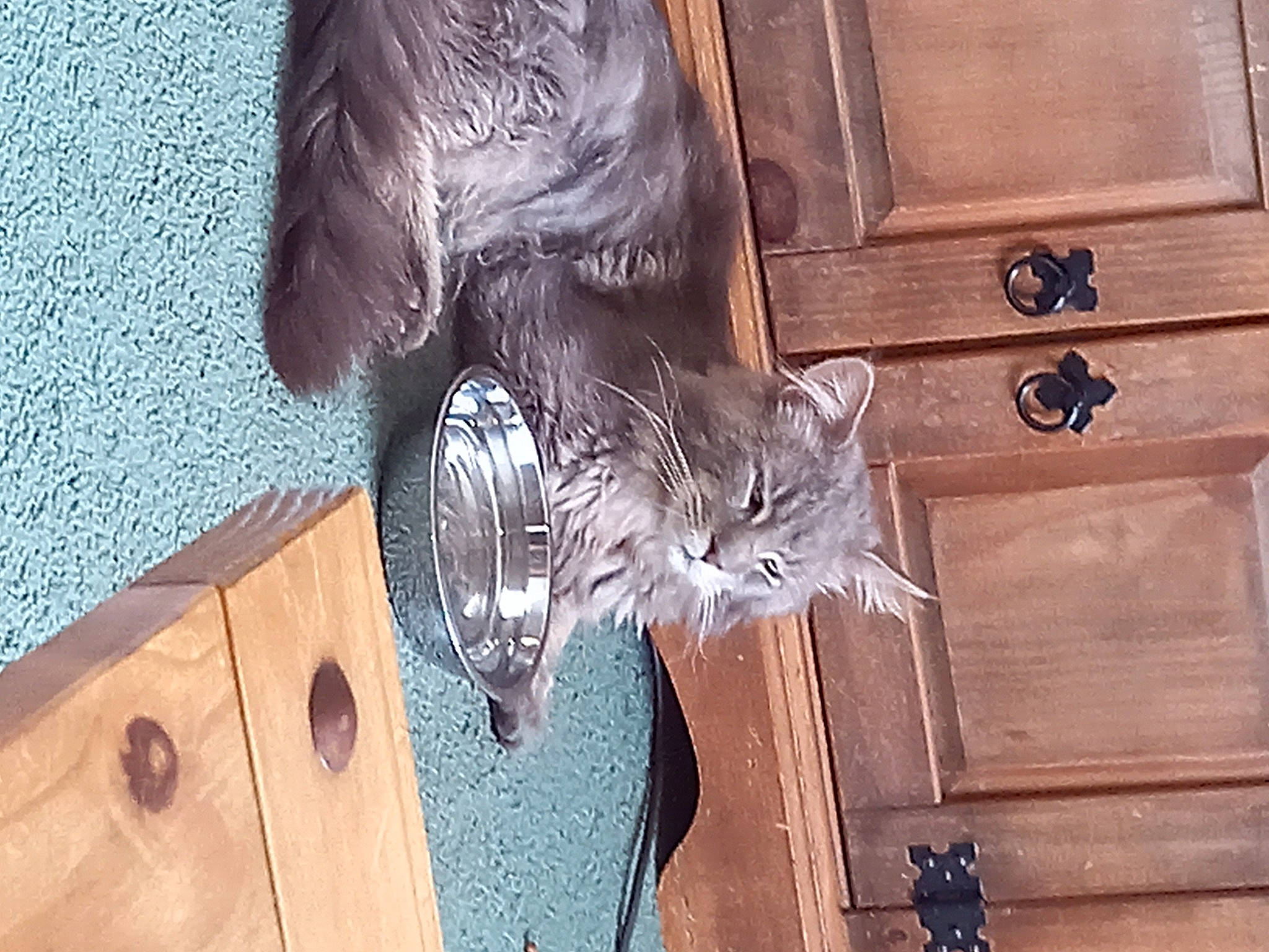 Stan joined the competition — help win amazing prizes! art, brown, cabinetry, carnivore, cat, door, door_handle, felidae, fur, grey, hardwood, metal, sculpture, small_to_medium_sized_cats, statue, tail, whiskers, window, wood, wood_stain