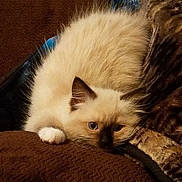 Phoebe is registered to the contest to win money with this photo: balinese, birman, carnivoran, cat, cat_like_mammal, domestic_short_haired_cat, fur, kitten, paw, ragdoll, siamese, small_to_medium_sized_cats, snout, thai, whiskers