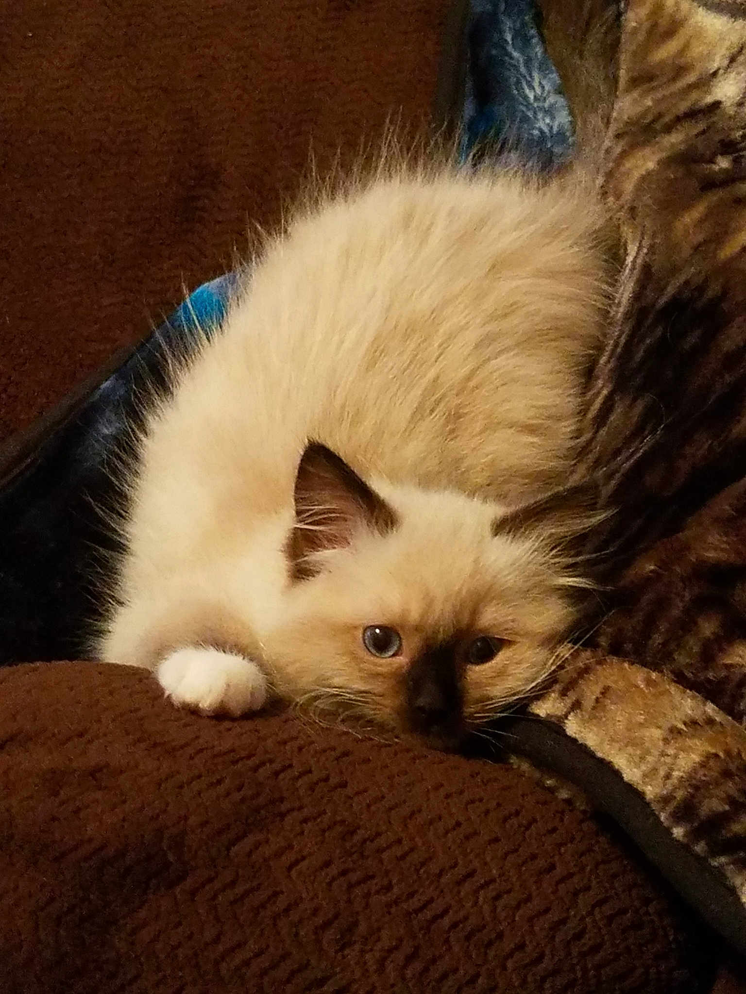 Phoebe