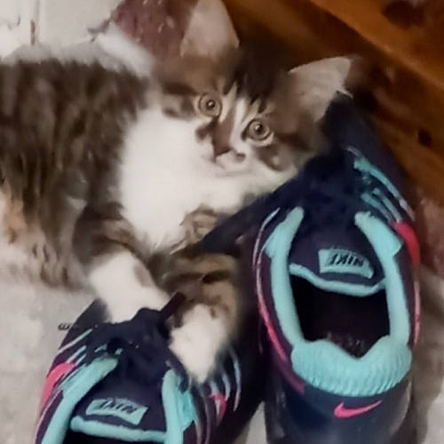 Porcelain is registered to the contest to win money with this photo: athletic_shoe, carmine, carnivore, cat, claw, comfort, domestic_short_haired_cat, electric_blue, felidae, fur, mammal, paw, small_to_medium_sized_cats, sportswear, tail, walking_shoe, whiskers, wood, woolen
