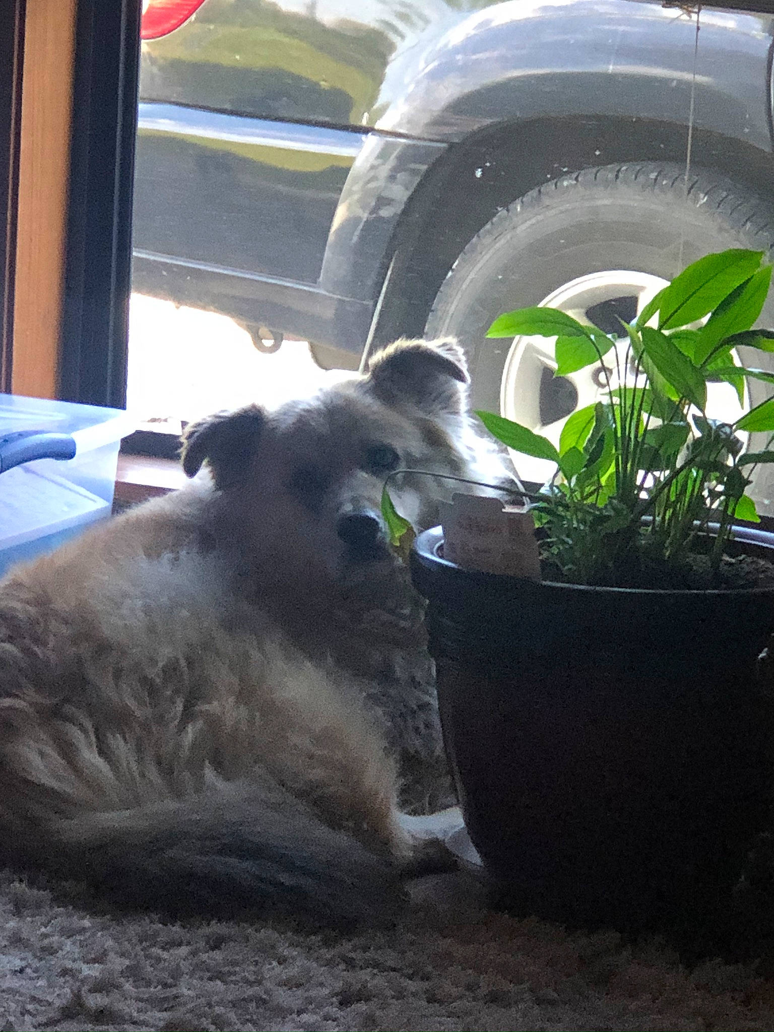 Moses joined the competition — help win amazing prizes! automotive_tire, canidae, carnivore, dog, irish_soft_coated_wheaten_terrier, plant, tire