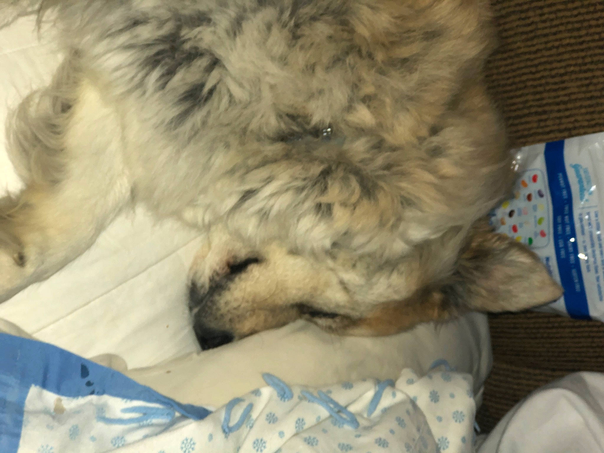 Moses is registered to the contest to win money with this photo: canidae, carnivore, dog, dog_breed, fur, goldendoodle, puppy, sporting_group