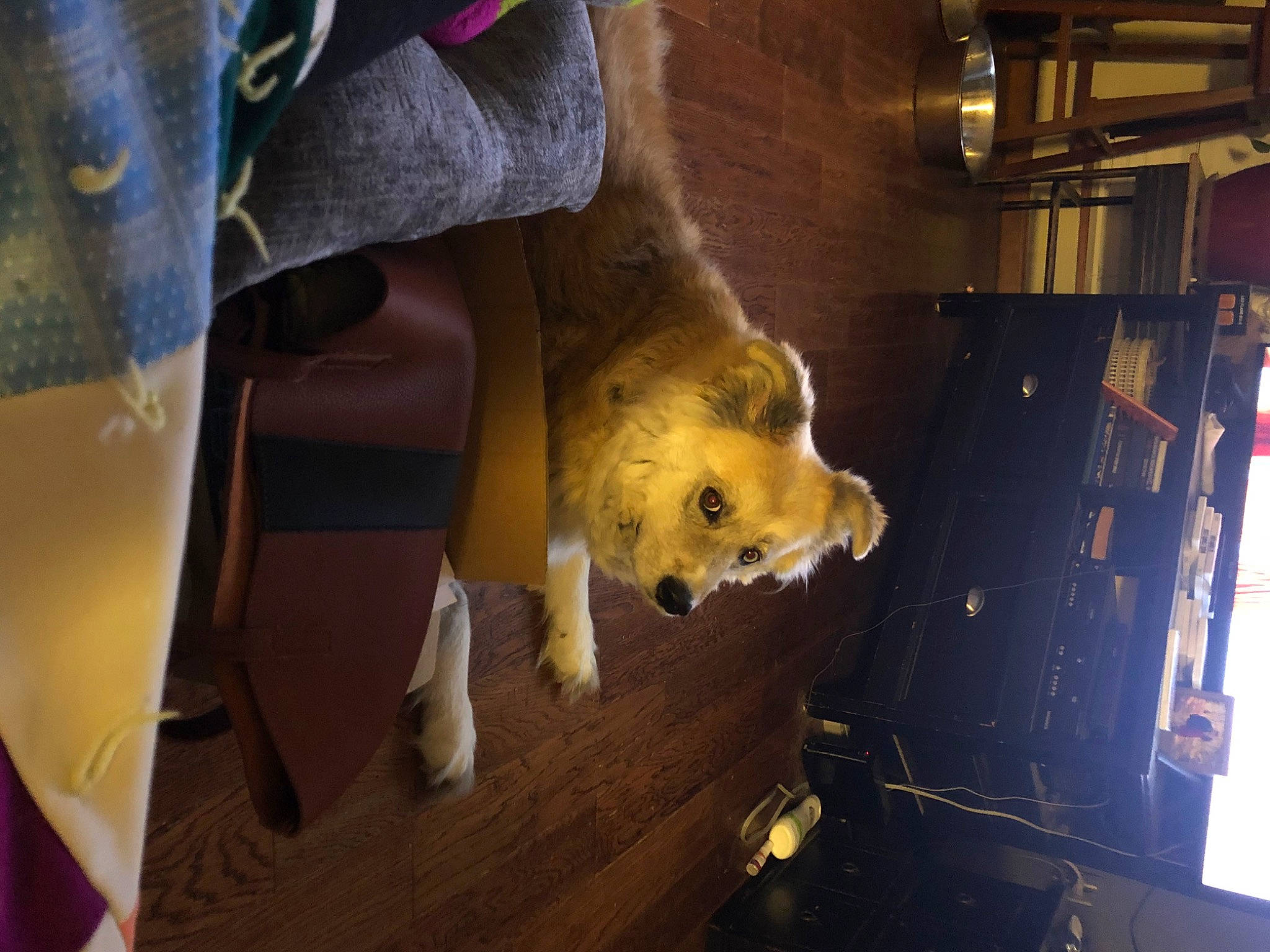 Moses joined the competition — help win amazing prizes! canidae, carnivore, dog, dog_breed, fawn, finnish_spitz, pomeranian, room, spitz, wood