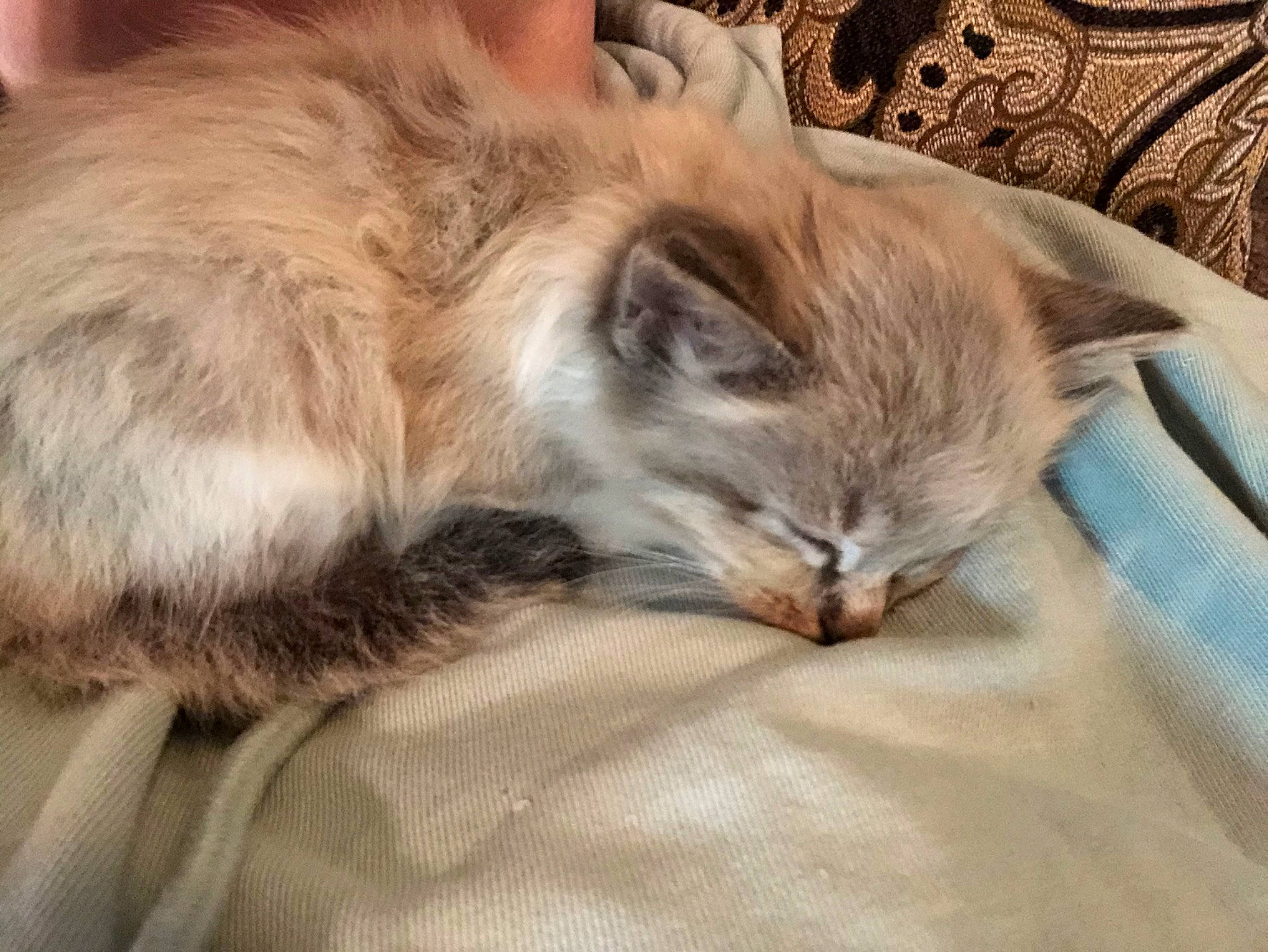 Pickle Jr is registered to the contest to win money with this photo: american_curl, asian, asian_semi_longhair, balinese, bed, carnivore, cat, domestic_long_haired_cat, ear, felidae, fur, kitten, nap, norwegian_forest_cat, ragamuffin, ragdoll, siberian, sleep, small_to_medium_sized_cats, whiskers