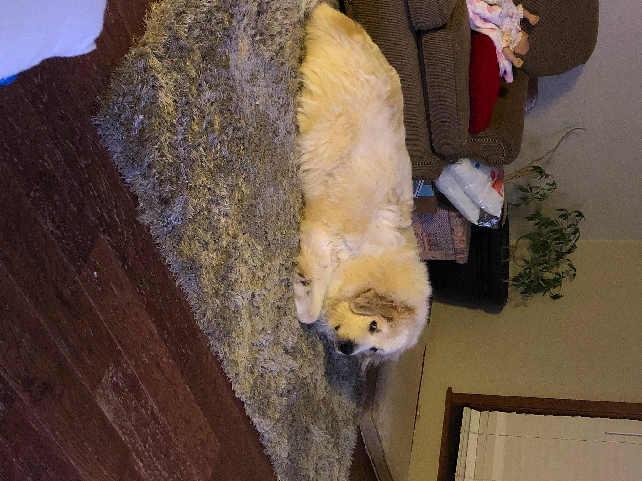 Job joined the competition — help win amazing prizes! canidae, carnivore, dog, fawn, fur