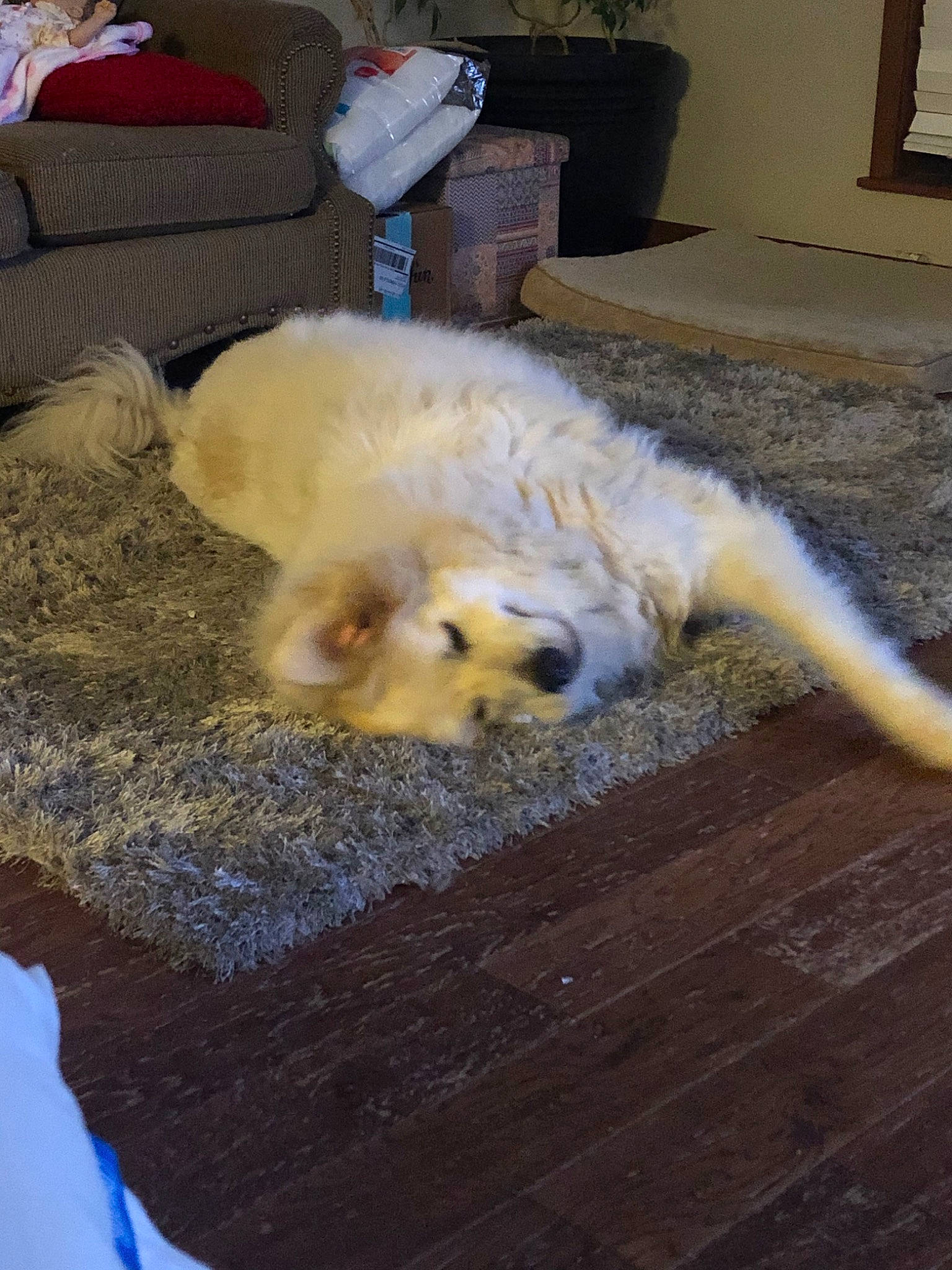 Job joined the competition — help win amazing prizes! canidae, carnivore, cavachon, companion_dog, dog, dog_breed, floor, fur, great_pyrenees, maremma_sheepdog, puppy, sporting_group