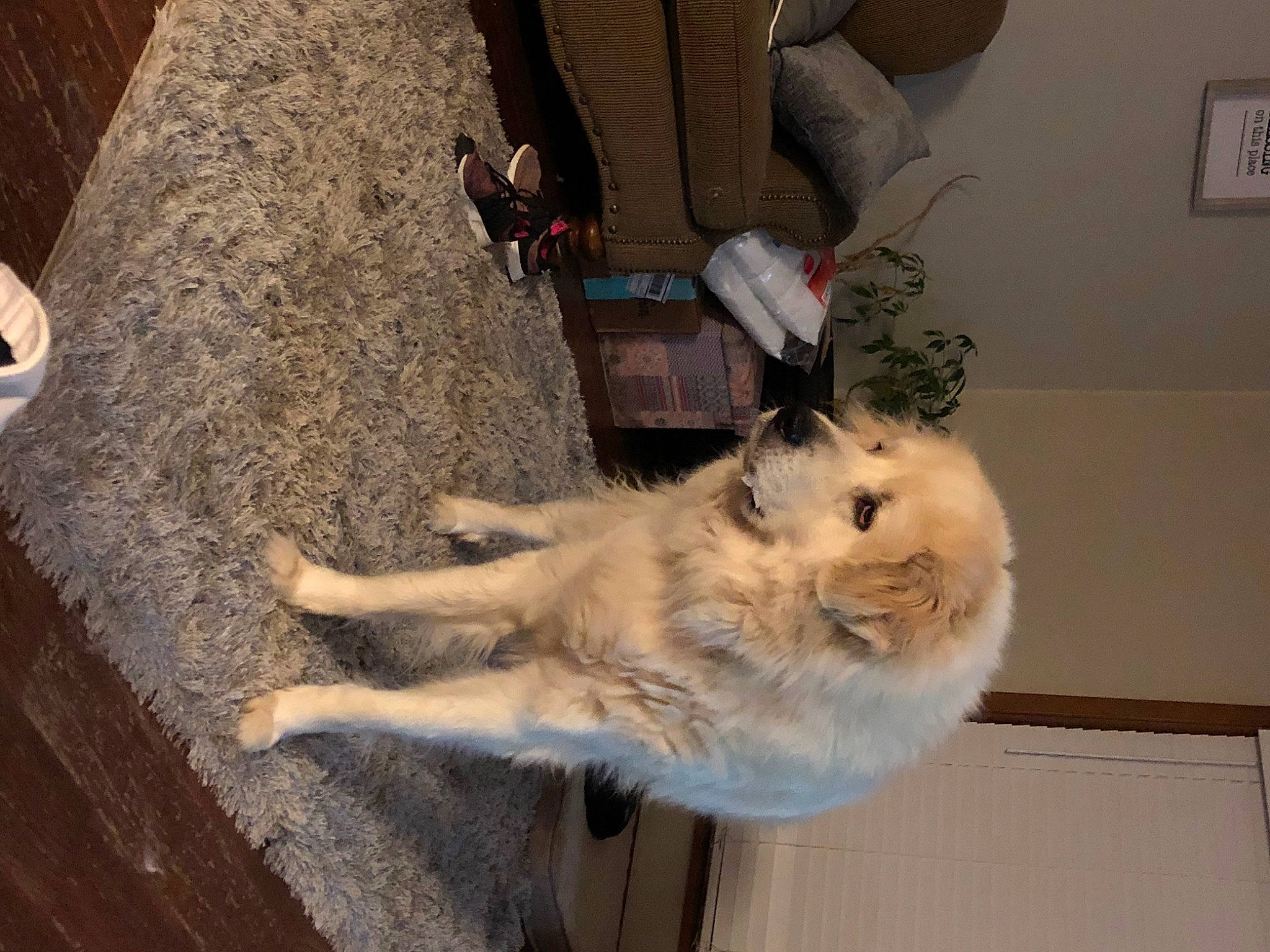 Job joined the competition — help win amazing prizes! canidae, carnivore, cat, dog, fawn, felidae, fur, tail, whiskers, wood