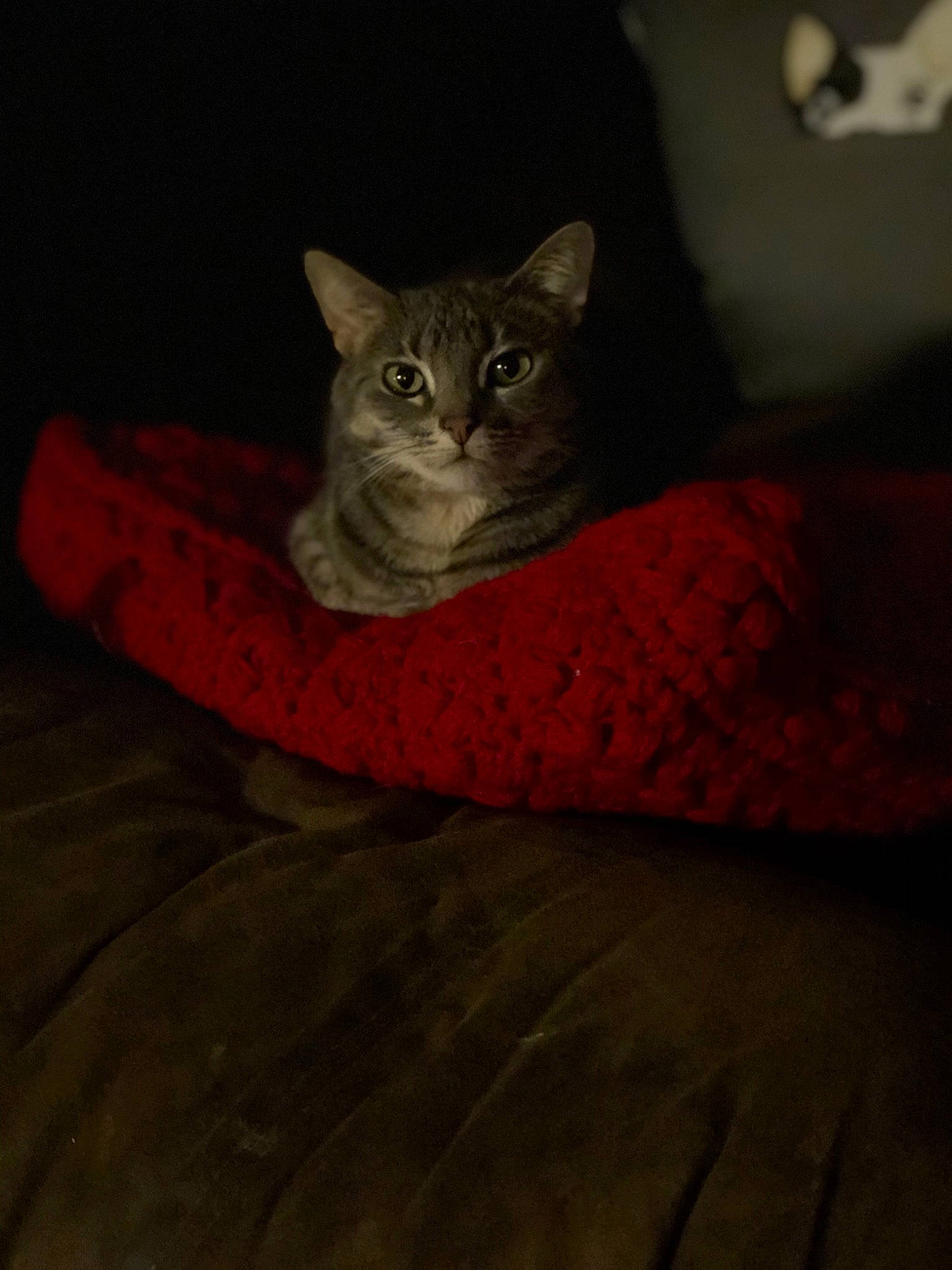 Sweetie joined the competition — help win amazing prizes! asian, black, carnivore, cat, darkness, domestic_short_haired_cat, european_shorthair, eye, felidae, fur, kitten, night, small_to_medium_sized_cats, tabby_cat, whiskers, wood