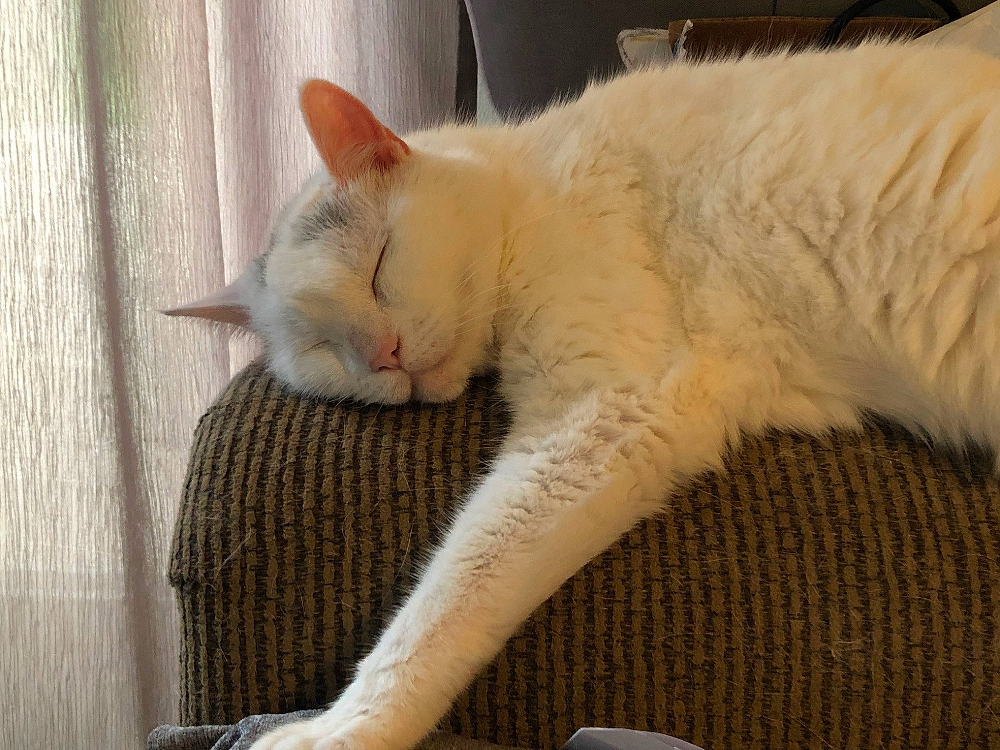 Belle joined the competition — help win amazing prizes! aegean_cat, asian, burmilla, carnivore, cat, colorpoint_shorthair, domestic_short_haired_cat, european_shorthair, fawn, felidae, fur, german_rex, khao_manee, nap, ojos_azules, small_to_medium_sized_cats, tail, turkish_angora, turkish_van, whiskers