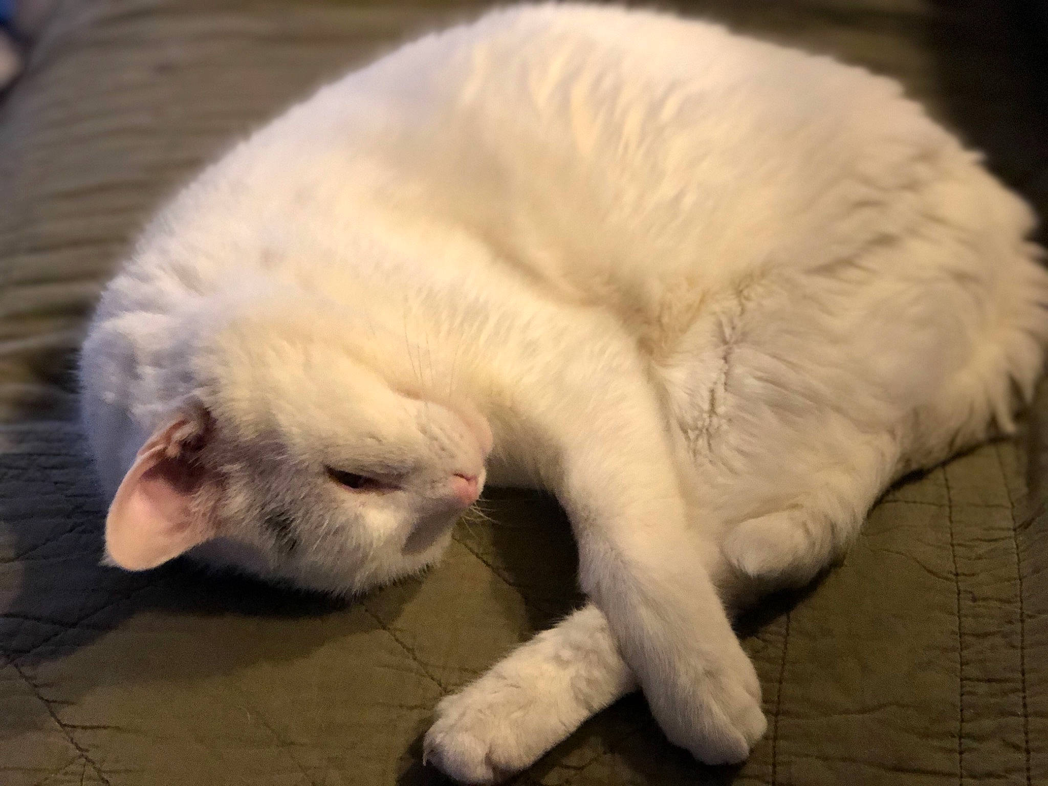 Belle is registered to the contest to win money with this photo: carnivore, cat, felidae, fur, nap, nose, paw, sleep, small_to_medium_sized_cats, snout, tail, turkish_angora, whiskers