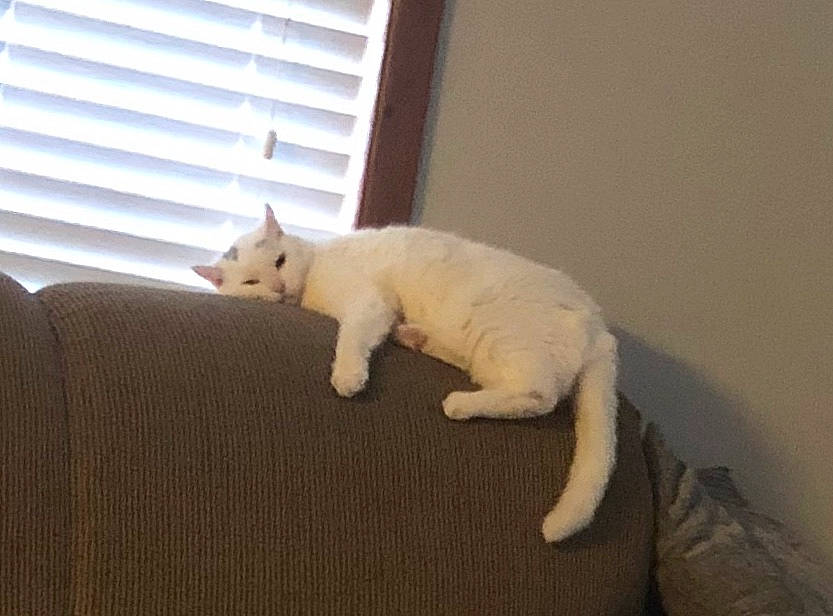 Belle joined the competition — help win amazing prizes! burmilla, carnivore, cat, colorpoint_shorthair, felidae, khao_manee, kitten, mammal, paw, room, small_to_medium_sized_cats, tail, turkish_angora, whiskers