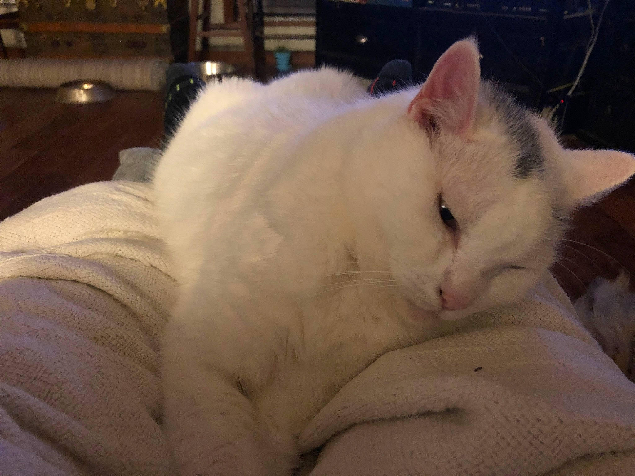 Belle joined the competition — help win amazing prizes! burmilla, carnivore, cat, colorpoint_shorthair, domestic_long_haired_cat, ear, eye, felidae, fur, khao_manee, mammal, nap, nose, paw, ragdoll, small_to_medium_sized_cats, tail, turkish_angora, turkish_van, whiskers