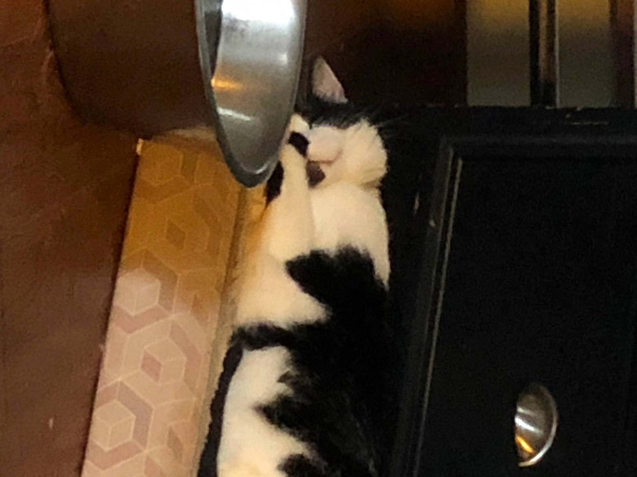 Frankkie joined the competition — help win amazing prizes! carnivore, cat, domestic_short_haired_cat, felidae, fur, kitten, small_to_medium_sized_cats, tail, whiskers