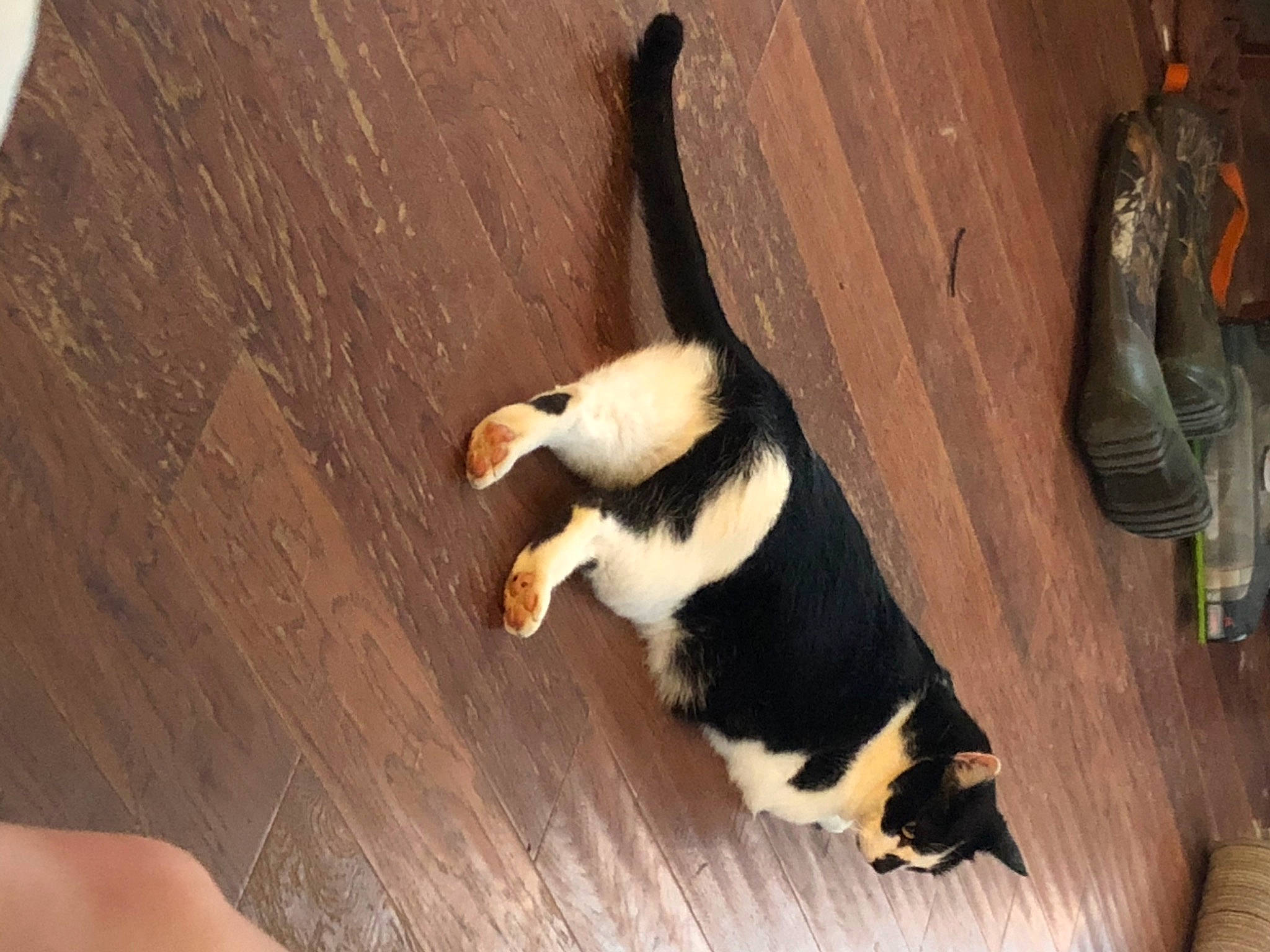 Frankkie joined the competition — help win amazing prizes! canidae, carnivore, fur, tail, wood