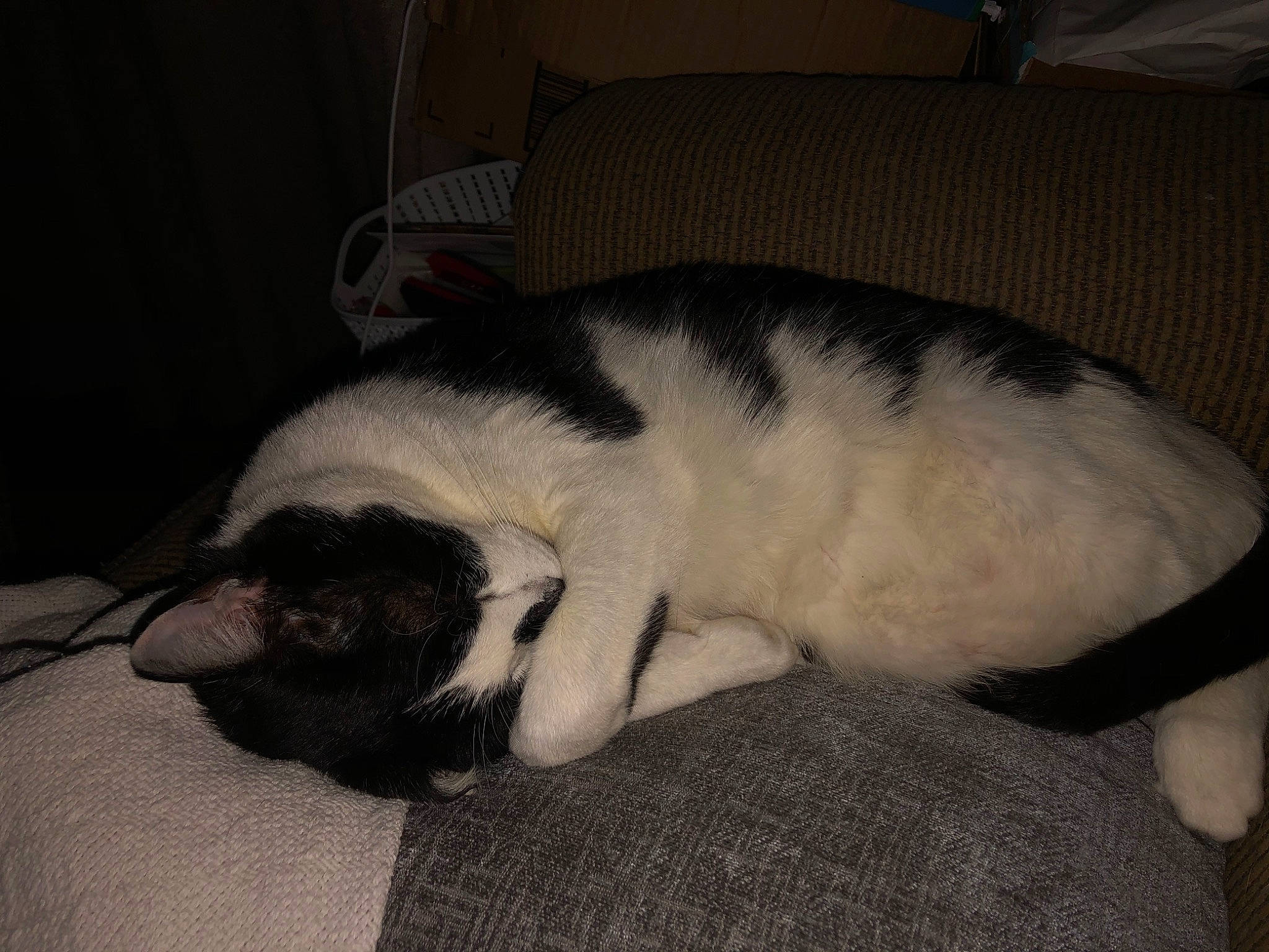Frankkie is registered to the contest to win money with this photo: carnivore, cat, dog_breed, felidae, fur, nap, sleep, small_to_medium_sized_cats, tail, whiskers