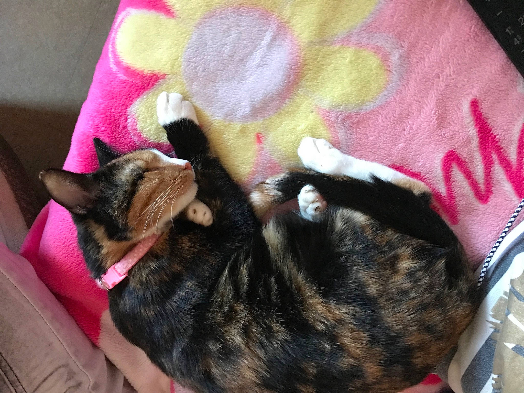 Minnie a rejoint le concours — aidez-le/la à gagner de superbes lots ! asian, canidae, carnivore, cat, dog_breed, domestic_short_haired_cat, ear, european_shorthair, fawn, felidae, fur, nap, paw, pink, small_to_medium_sized_cats, tail, whiskers