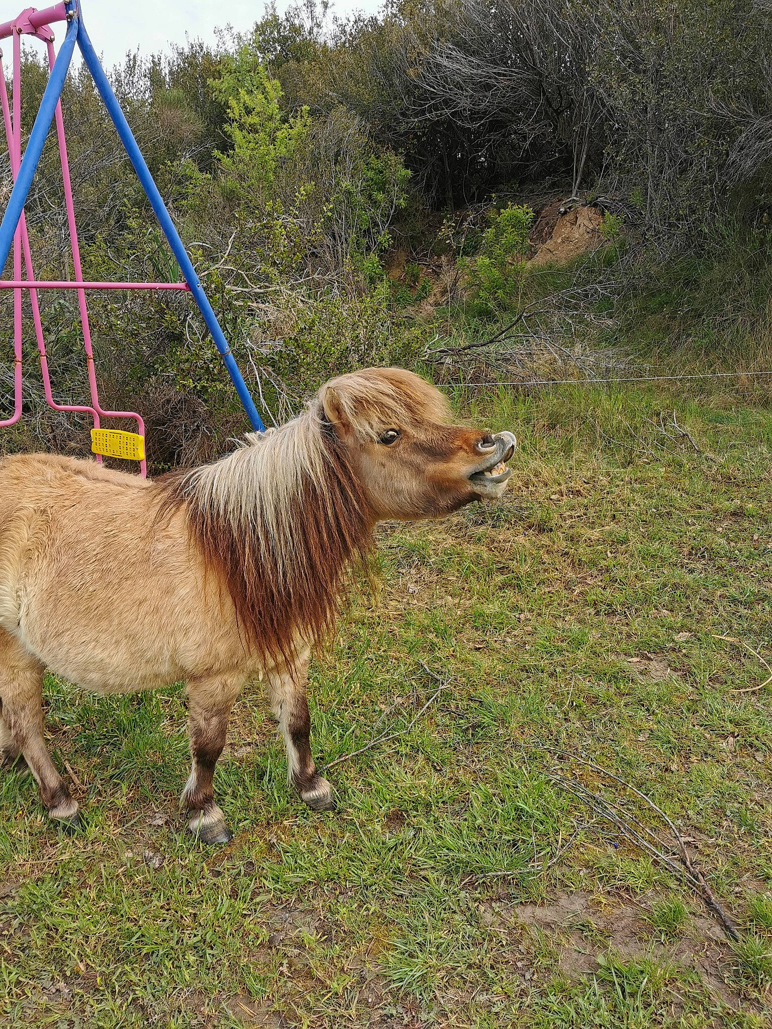 Dubaï a rejoint le concours — aidez-le/la à gagner de superbes lots ! farm, grass, grassland, grazing, horse, livestock, mammal, pasture, plant, pony, shetland_pony, stallion, wildlife, zoo