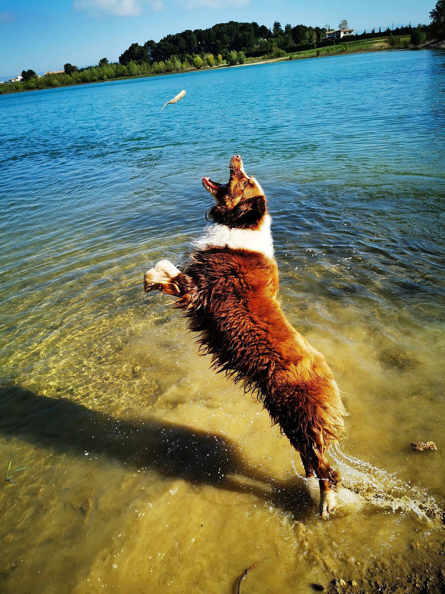 Nao participe au concours pour gagner de l'argent avec cette photo : beach, canidae, carnivore, dog, dog_breed, fun, jumping, ocean, sea, sky, sporting_group, summer, tail, tourism, vacation, water