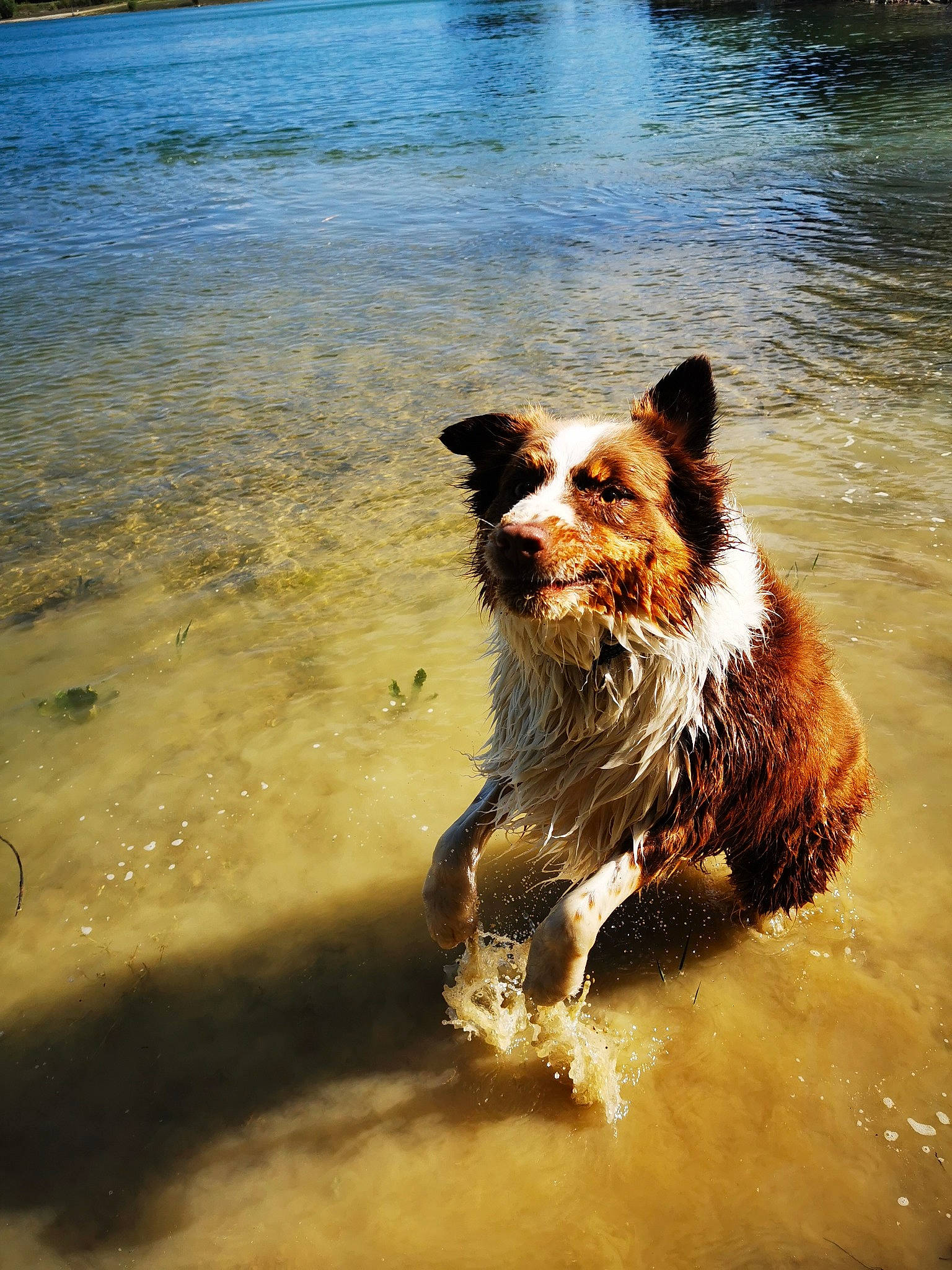 Nao participe au concours pour gagner de l'argent avec cette photo : australian_shepherd, beach, border_collie, canidae, carnivore, coast, collie, companion_dog, dog, dog_breed, english_shepherd, herding_dog, play, river, sea, sporting_group, summer, water, water_resources, working_dog