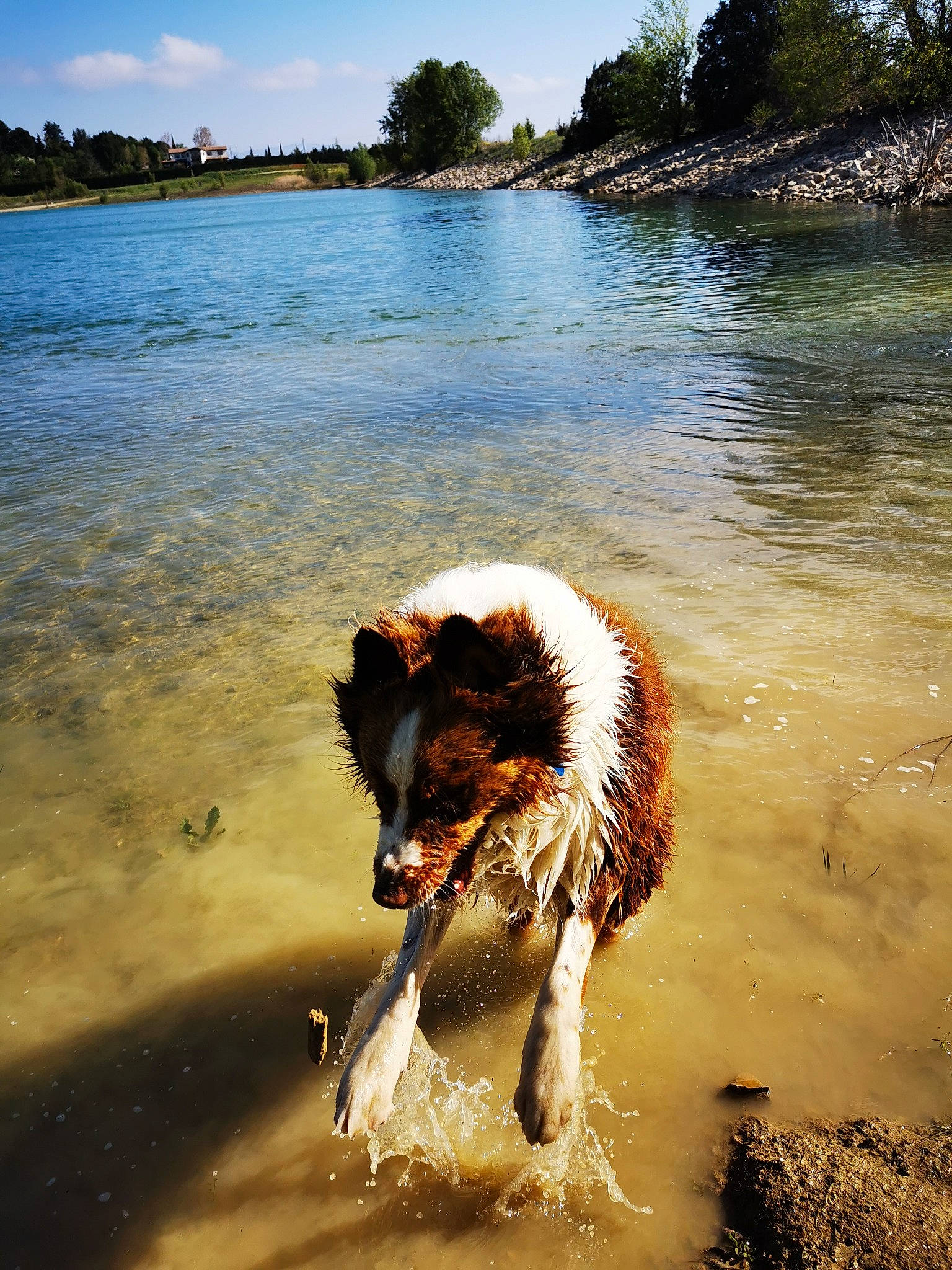 Nao participe au concours pour gagner de l'argent avec cette photo : australian_shepherd, beach, border_collie, canidae, carnivore, companion_dog, dog, dog_breed, english_shepherd, fun, herding_dog, kooikerhondje, sea, sporting_group, summer, vacation, water, water_resources, watercourse, wave