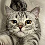Zoro joined the competition — help win amazing prizes! alert, animal, cat, claws, close_up, curious, cute, ears, eyes, face, feline, fur, indoor, paw, pet, playful, striped, tabby, whiskers, young
