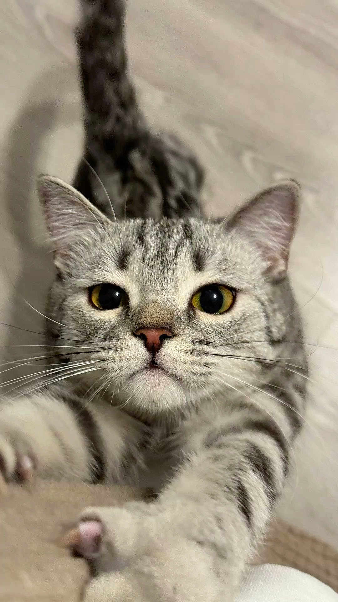 Zoro