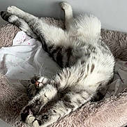 Zoro is registered to the contest to win money with this photo: animal, bed, cat, cozy, cute, domestic, feline, fluffy, fur, home, indoor, paw, pet, relaxing, resting, sleepy, soft, stretching, tabby, whiskers