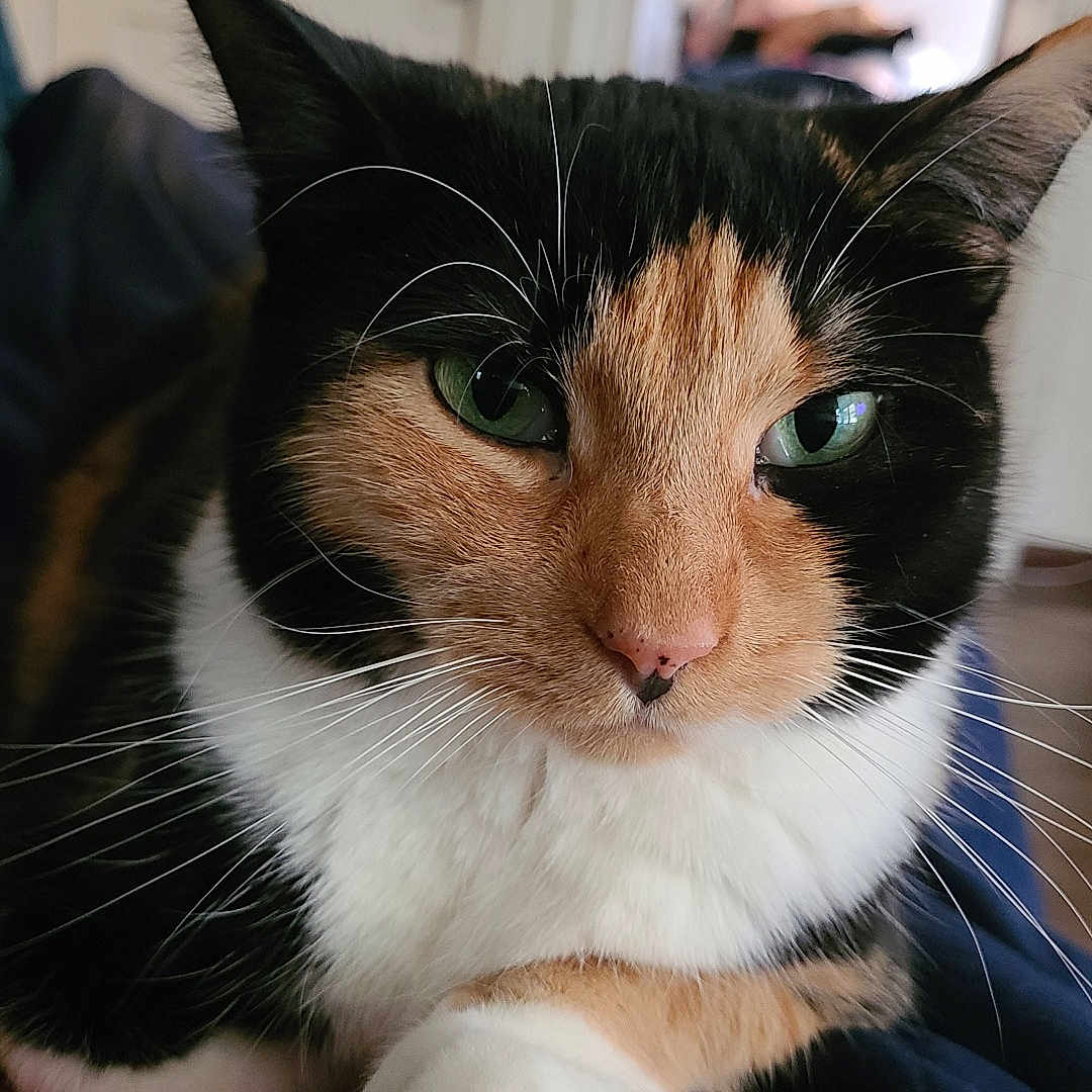 Fenny is registered to the contest to win money with this photo: animal, calico, cat, close_up, cozy, cute, domestic_cat, feline, fur, green_eyes, home, indoor, mammal, paw, pet, portrait, relaxed, resting, soft_light, whiskers