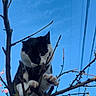 Milo joined the competition — help win amazing prizes! animal, black_and_white, blue_sky, branches, cat, claws, close_up, curious, daylight, feline, flower, nature, outdoor, perched, pet, power_lines, sky, spring, tree, wildlife