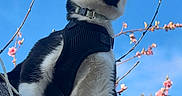Milo is registered to the contest to win money with this photo: animal, black_and_white, blue_sky, branch, cat, close_up, daylight, explorer, flowers, fur, harness, leash, nature, outdoor, paw, pet, pink_blossoms, sky, tree, whiskers