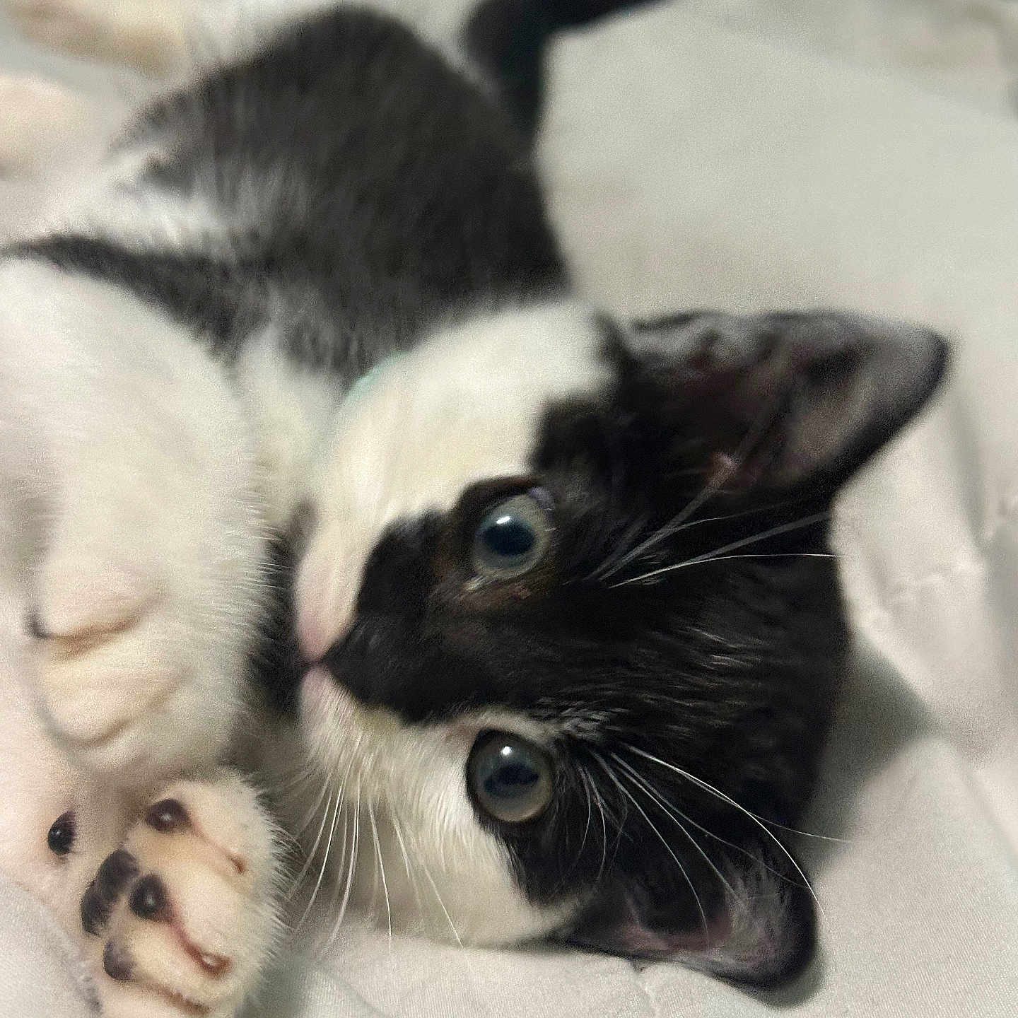 Milo is registered to the contest to win money with this photo: adorable, animal, bed, black_and_white, cat, close_up, cute, domestic, feline, fur, indoor, kitten, paw, pet, playful, relaxed, sleepy, soft, whiskers, young