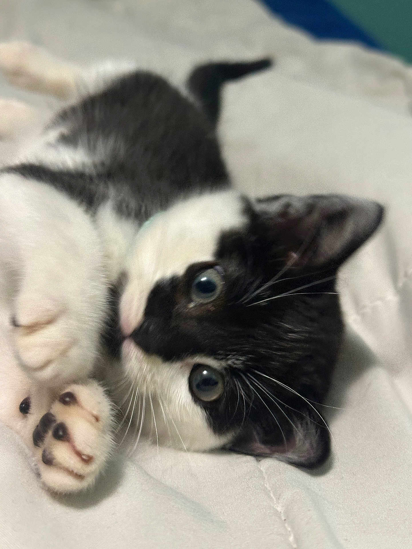 Milo is registered to the contest to win money with this photo: kitten, cat, black_and_white, paw, cute, pet, feline, whiskers, fur, indoor, bed, soft, close_up, animal, young, playful, relaxed, sleepy, domestic, adorable