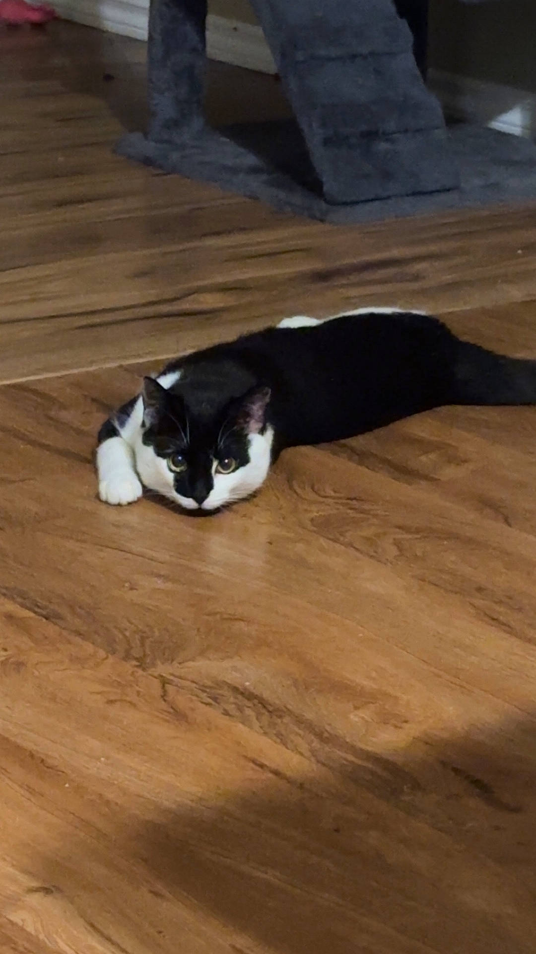 Milo