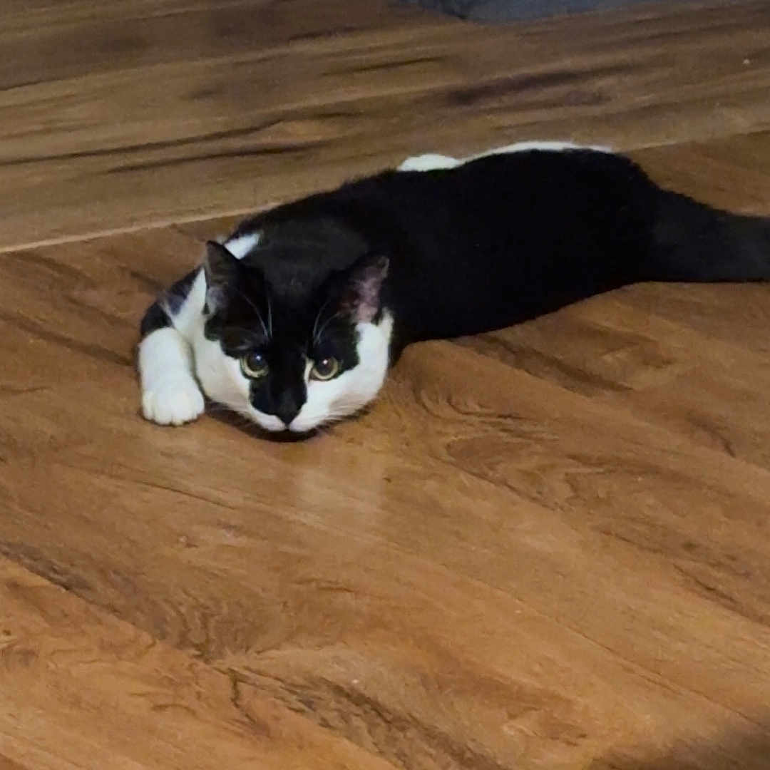 Milo