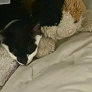 Milo joined the competition — help win amazing prizes! cat, stuffed_animal, black_and_white, sleeping, bed, blanket, cozy, furry, comfort, indoor, resting, cute, pet, animal, soft, close-up, napping, domestic, feline, relaxation