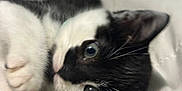Milo is registered to the contest to win money with this photo: kitten, cat, black_and_white, paw, cute, pet, feline, whiskers, fur, indoor, bed, soft, close_up, animal, young, playful, relaxed, sleepy, domestic, adorable