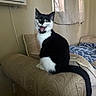 cat, black_and_white, tuxedo_cat, sitting, open_mouth, animal, pet, portrait, indoors, armchair, furniture, cushion, bed, blanket, curtains, window, air_conditioner, home, funny, alert