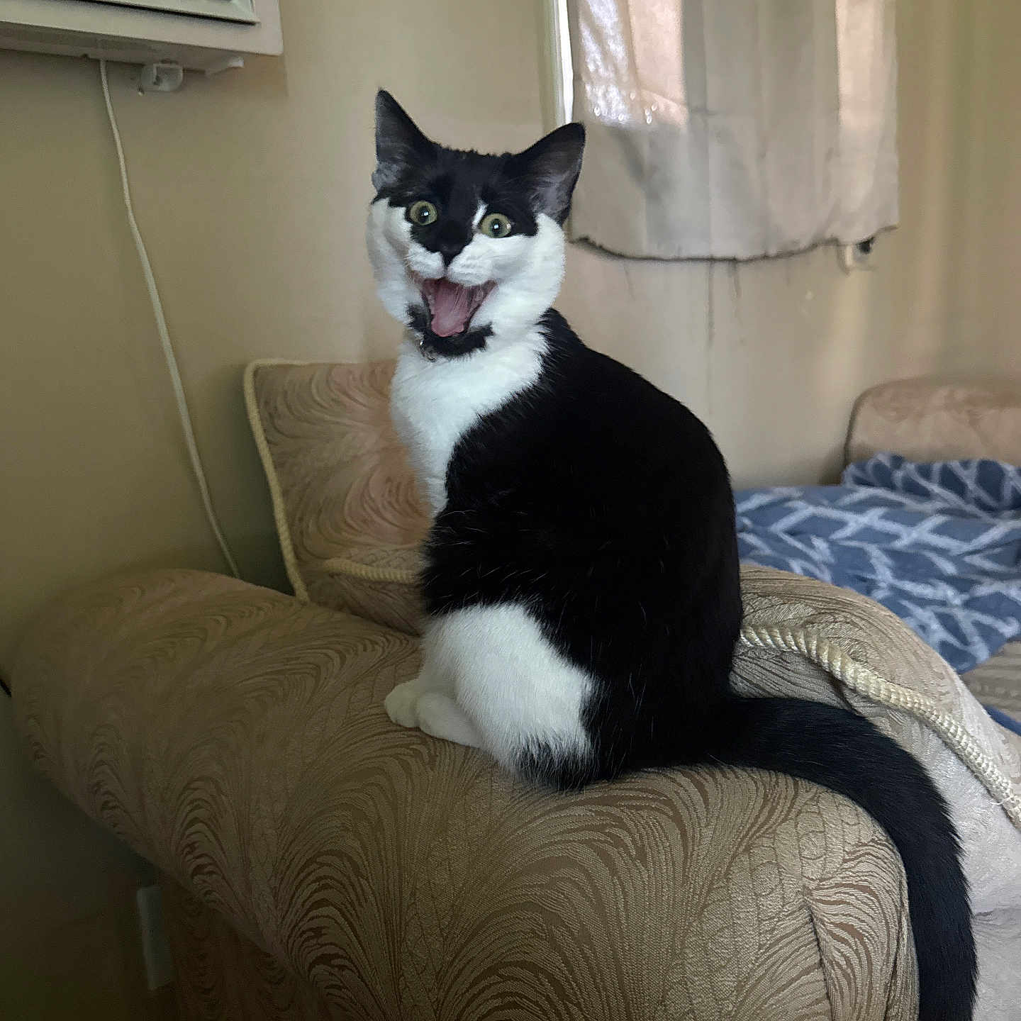 Milo is registered to the contest to win money with this photo: cat, black_and_white, tuxedo_cat, sitting, open_mouth, animal, pet, portrait, indoors, armchair, furniture, cushion, bed, blanket, curtains, window, air_conditioner, home, funny, alert
