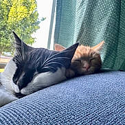 Milo is registered to the contest to win money with this photo: animal, black_and_white_cat, blue_fabric, car, cat, close_up, cozy, curtain, daylight, fur, indoor, napping, orange_cat, pets, relaxation, resting, sleeping, tree, whiskers, window