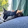 animal, black_and_white_cat, blue_fabric, car, cat, close_up, cozy, curtain, daylight, fur, indoor, napping, orange_cat, pets, relaxation, resting, sleeping, tree, whiskers, window