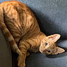Bolillo Francisco joined the competition — help win amazing prizes! cat, orange_tabby, pet, feline, animal, indoor, couch, blue_fabric, curious, resting, ears, whiskers, fur, paw, sideways, looking, domestic_cat, young_cat, striped, relaxed