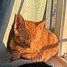 Bolillo Francisco is registered to the contest to win money with this photo: cat, orange_tabby, sleeping, sunlight, window, blanket, cozy, indoor, pet, feline, relaxing, curled_up, shadow, soft_light, resting, domestic_animal, cute, warm, peaceful, nap