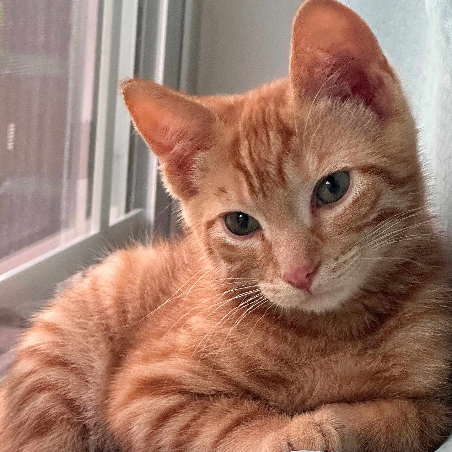 Bolillo Francisco is registered to the contest to win money with this photo: cat, kitten, ginger_cat, tabby, indoor, window, pet, feline, animal, cute, fur, whiskers, relaxed, lying_down, green_eyes, closeup, soft_light, cozy, young_cat, portrait