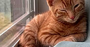 Bolillo Francisco is registered to the contest to win money with this photo: cat, kitten, orange_tabby, window, indoor, resting, sleepy, winking, fur, pet, animal, cozy, blanket, light, natural_light, cute, whiskers, ears, relaxing, young_cat