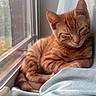animal, blanket, cat, cozy, cute, ears, fur, indoor, kitten, light, natural_light, orange_tabby, pet, relaxing, resting, sleepy, whiskers, window, winking, young_cat