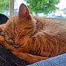 animal, blurred_background, closeup, cozy, cute, domestic_cat, feline, fur, indoor, kitten, nap, natural_light, orange_cat, peaceful, pet, relaxing, resting, sleeping, soft, window