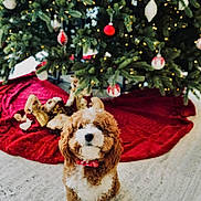 Riz is registered to the contest to win money with this photo: dog, puppy, christmas_tree, holiday, decorations, ornaments, lights, red_bow_tie, festive, cute, fluffy, indoor, floor, seasonal, winter, celebration, pet, fur, sitting, background