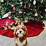 dog, puppy, christmas_tree, holiday, decorations, ornaments, lights, red_bow_tie, festive, cute, fluffy, indoor, floor, seasonal, winter, celebration, pet, fur, sitting, background