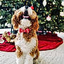 Riz is registered to the contest to win money with this photo: dog, curly_fur, bow_tie, christmas_tree, ornaments, red_bow, holiday, festive, decorations, lights, indoor, pet, cute, celebration, seasonal, smiling, tongue_out, fluffy, happy, sitting